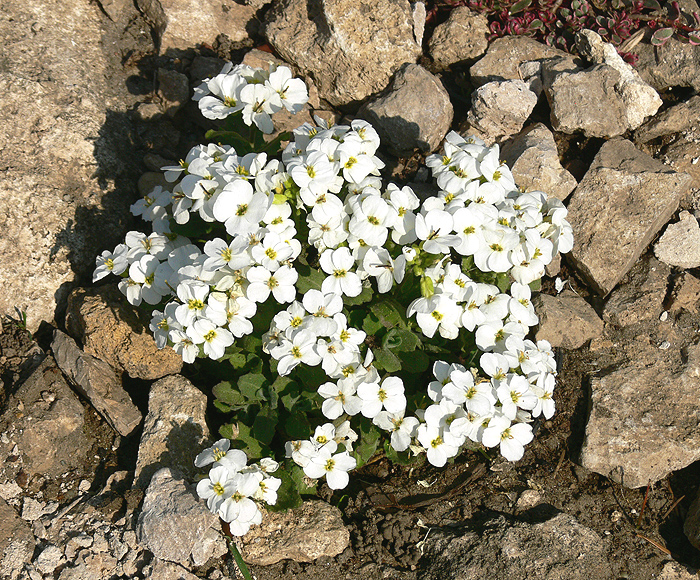 Arabis caucasica 'Little Treasure White'