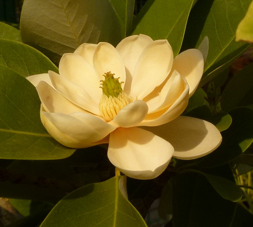 Virgionai (illatos) magnolia